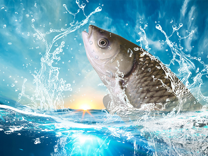 生生鮮活水產(chǎn)